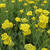 Achillea filipendulina 'Coronation Gold'