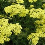 Achillea filipendulina 'Credo'