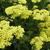 Achillea filipendulina 'Credo'