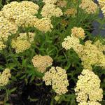 Achillea 'Feuerland' - 