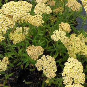 Achillea millefolium 'Hannelore Pahl'