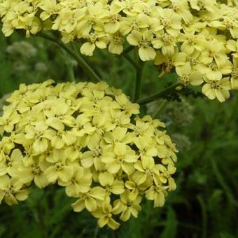 Achillea millefolium 'Hella Glashoff'