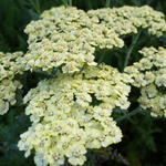 Achillea 'Hymne' - 