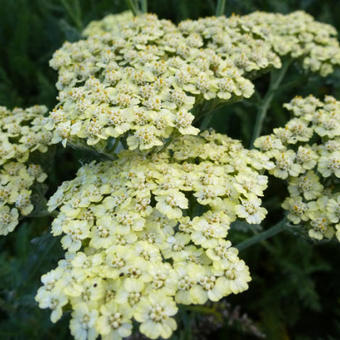 Achillea 'Hymne'