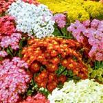 Achillea millefolium 'Summer Pastels' - 