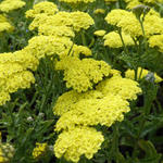 Achillea 'Taygetea'