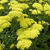 Achillea 'Taygetea'