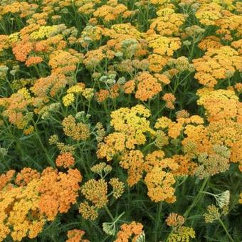 Achillea millefolium 'Terracotta'