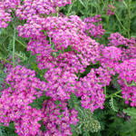 Achillea hybride 'Velour' - 