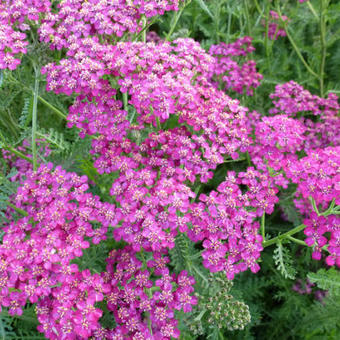 Achillea hybride 'Velour'