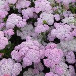 Achillea millefolium 'Apfelblüte' - 