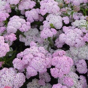 Achillea millefolium 'Apfelblüte'