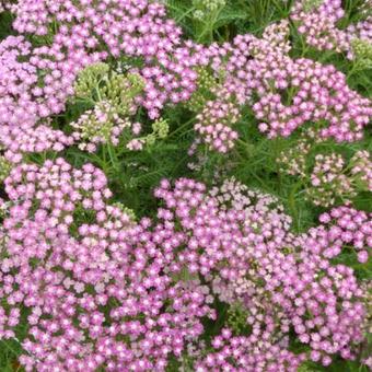 Achillea millefolium 'Chamois'