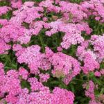 Achillea millefolium 'Excel' - 