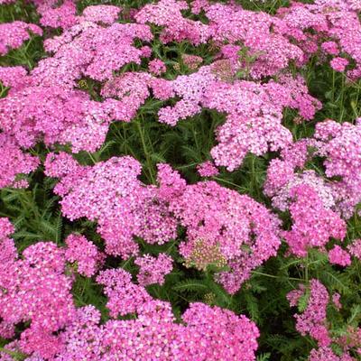 Achillea millefolium 'Excel'