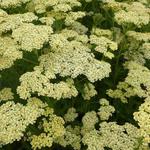 Achillea millefolium 'Hoffnung' - 