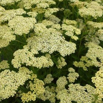 Achillea millefolium 'Hoffnung'