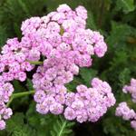 Achillea millefolium 'Jacqueline' - 