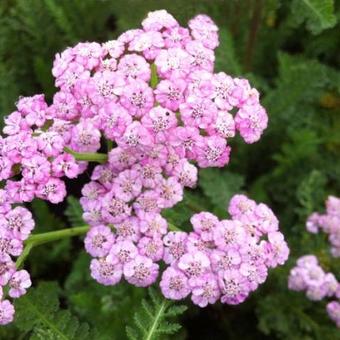 Achillea millefolium 'Jacqueline'