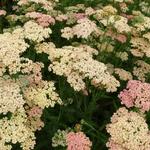 Achillea millefolium 'Lachsschönheit' - Achillea millefolium 'Lachsschönheit'