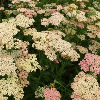 Achillea millefolium 'Lachsschönheit'