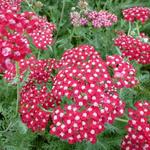 Achillea millefolium 'Laura' - 