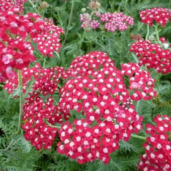 Achillea millefolium 'Laura'