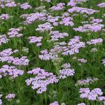 Achillea millefolium 'Lilac Beauty' - 