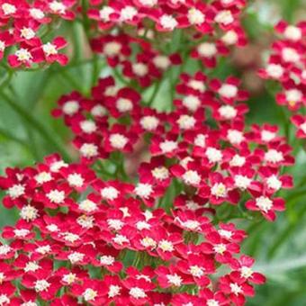 Achillea millefolium 'Peggy Sue'