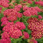 Achillea millefolium 'Pomegranate' - 