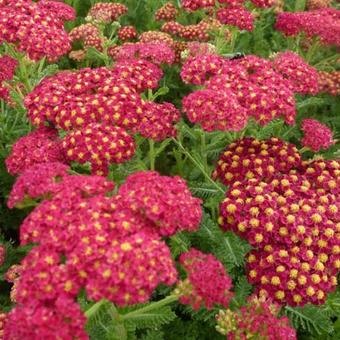 Achillea millefolium 'Pomegranate'