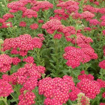 Achillea millefolium 'Red Velvet'