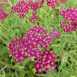 Achillea millefolium 'Sammetriese' - 