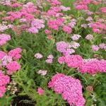 Achillea millefolium 'Saucy Seduction' - 