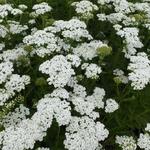 Achillea millefolium 'Schneetaler' - 