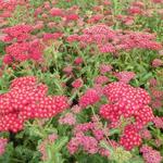 Achillea millefolium 'Summerwine' - 