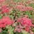 Achillea millefolium 'Summerwine'