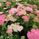 Achillea millefolium 'Wesersandstein' - 