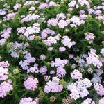 Achillea millefolium 'Wonderful Wampee' - 