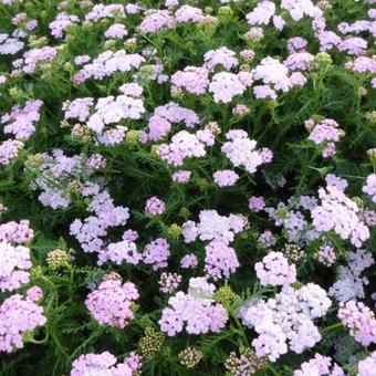 Achillea millefolium 'Wonderful Wampee'