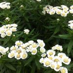 Achillea ptarmica 'Nana Compacta' - 