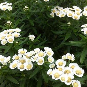 Achillea ptarmica 'Nana Compacta'