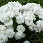 Achillea ptarmica 'Perry's White' - Achillea ptarmica 'Perry's White'