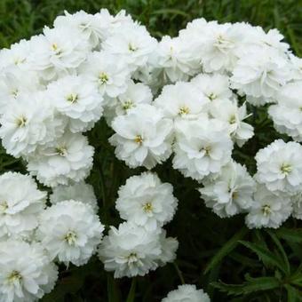 Achillea ptarmica 'Perry's White'