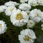 Achillea ptarmica 'The Pearl' - 