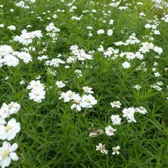 Achillea ptarmica 'Weihenstephan'