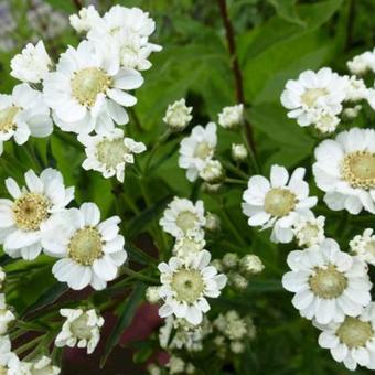 Achillea ptarmica 'Xana'