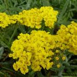 Achillea tomentosa - Gelbe Schafgarbe