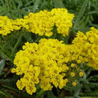 Achillea tomentosa