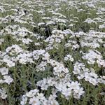 Achillea umbellata - Achillea umbellata